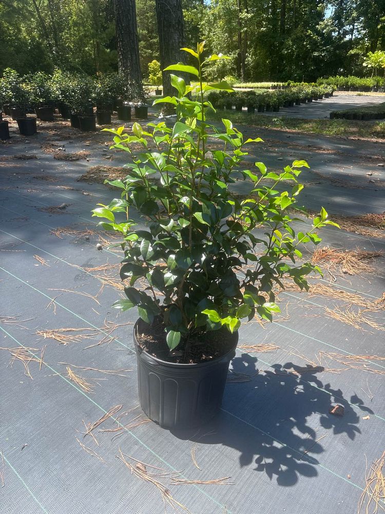 camellia-japonica-greensboro-red-japanese-camellia
