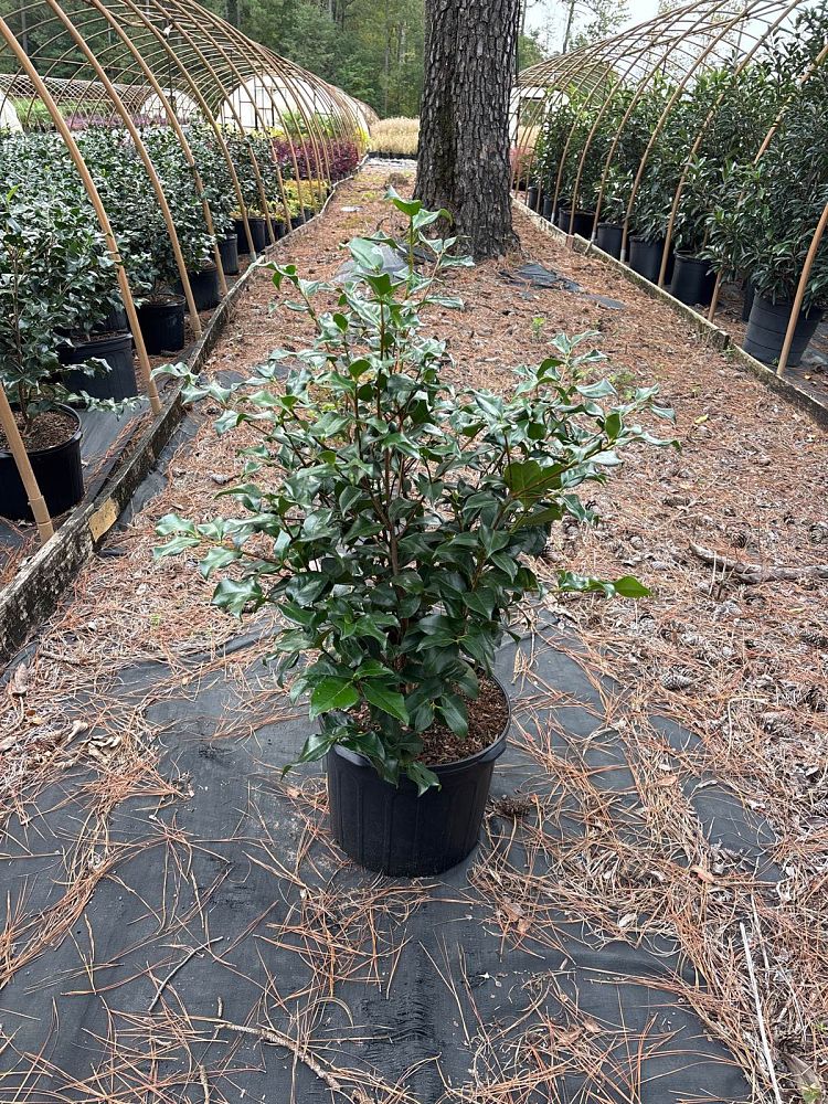 camellia-japonica-greensboro-red-japanese-camellia