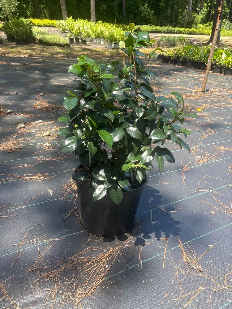 camellia-japonica-kramer-s-supreme-japanese-camellia