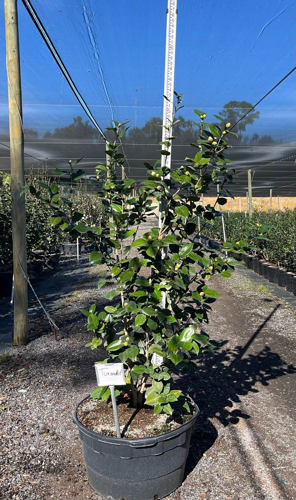 camellia-japonica-turandot-japanese-camellia