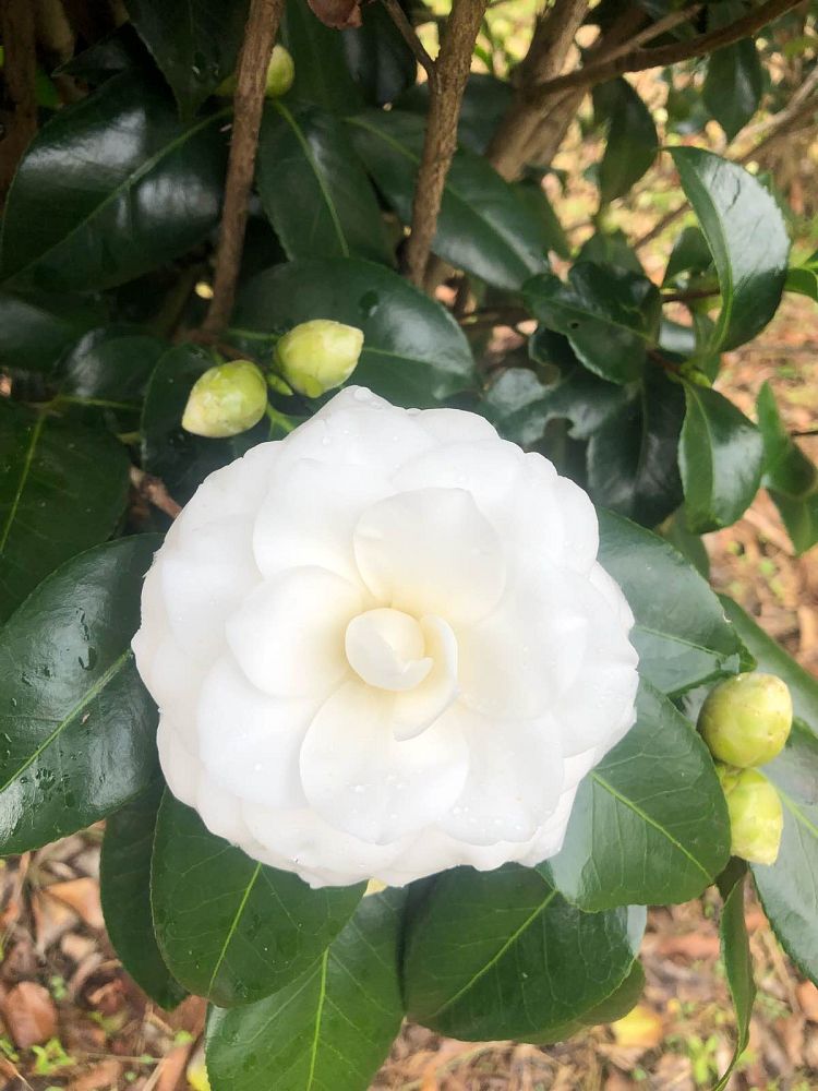 camellia-japonica-white-by-the-gate-japanese-camellia