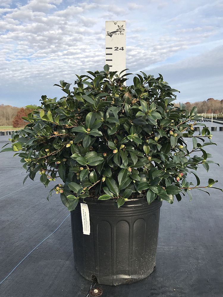 camellia-sasanqua-hot-flash-autumn-camellia