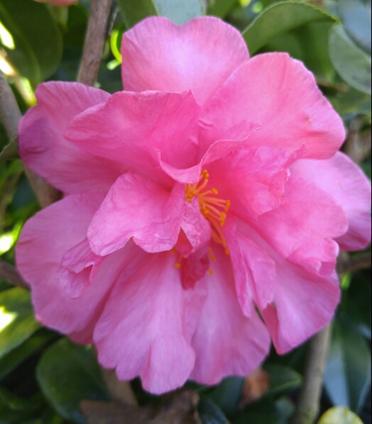 camellia-sasanqua-william-lanier-hunt-autumn-camellia