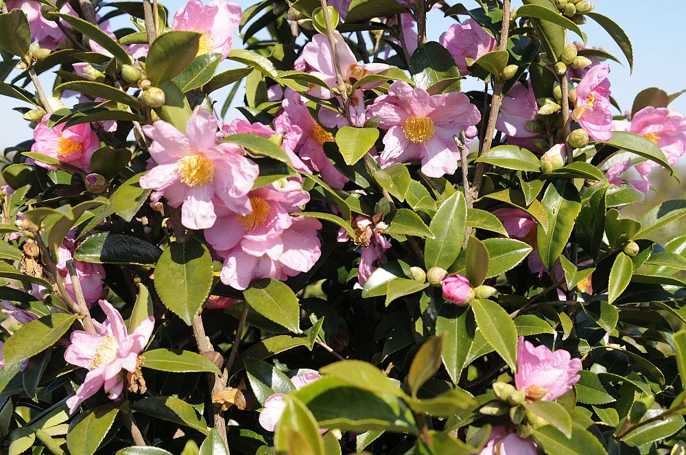 camellia-winter-s-star