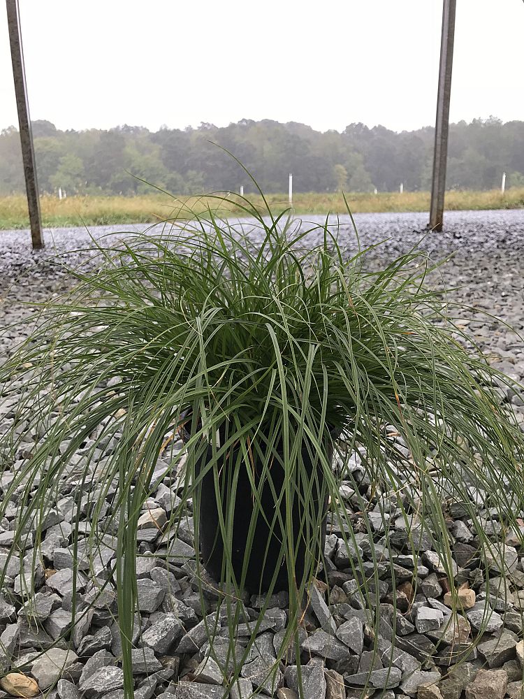 carex-divulsa-grassland-sedge