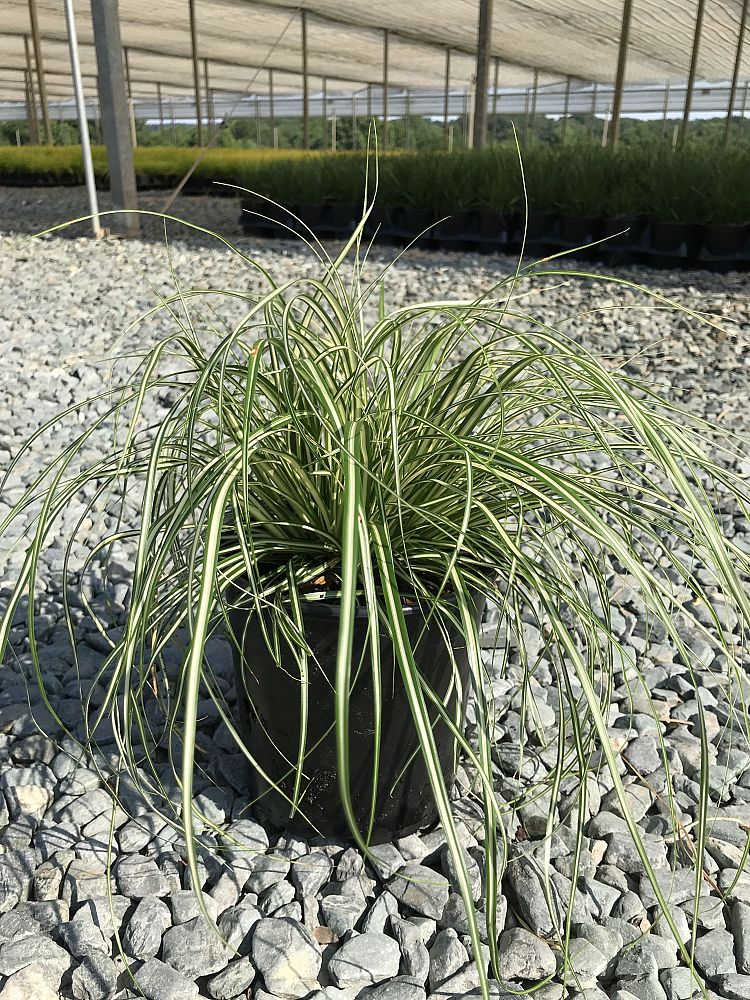 carex-oshimensis-evergold-oshima-kan-suge-japanese-sedge-carex-hachijoensis