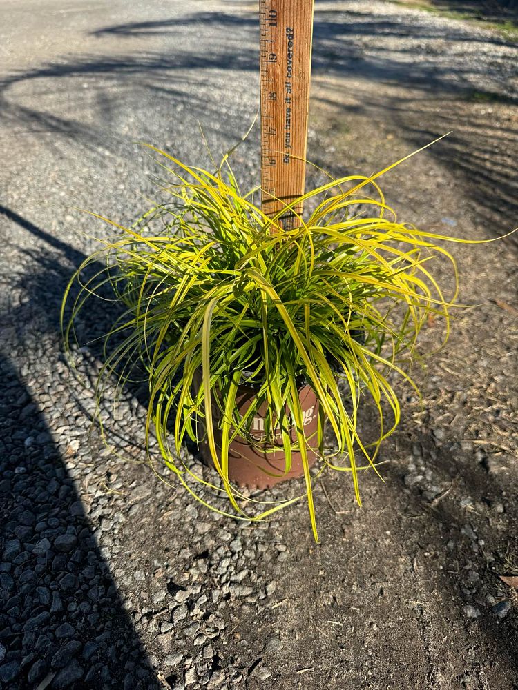 carex-oshimensis-everillo-oshima-kan-suge-japanese-sedge-carex-hachijoensis