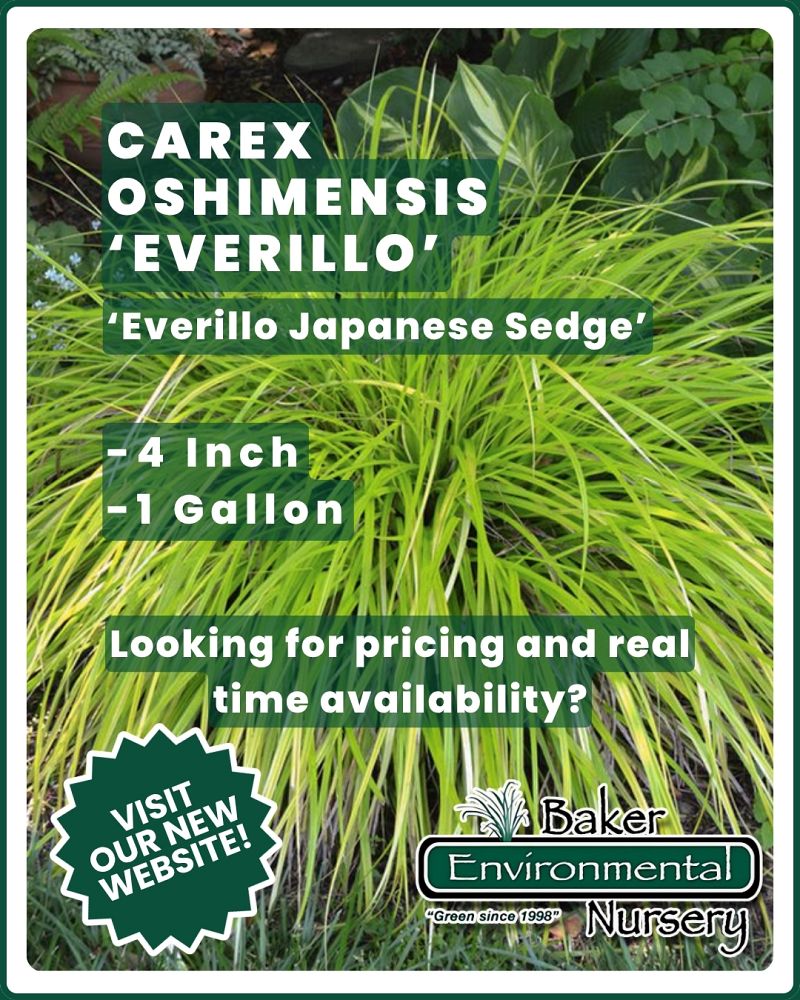 carex-oshimensis-everillo-oshima-kan-suge-japanese-sedge-carex-hachijoensis