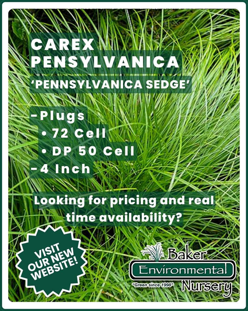 carex-pensylvanica-pennsylvania-sedge