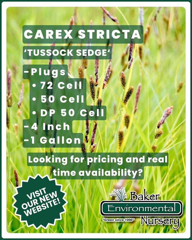 carex-stricta-tussock-sedge