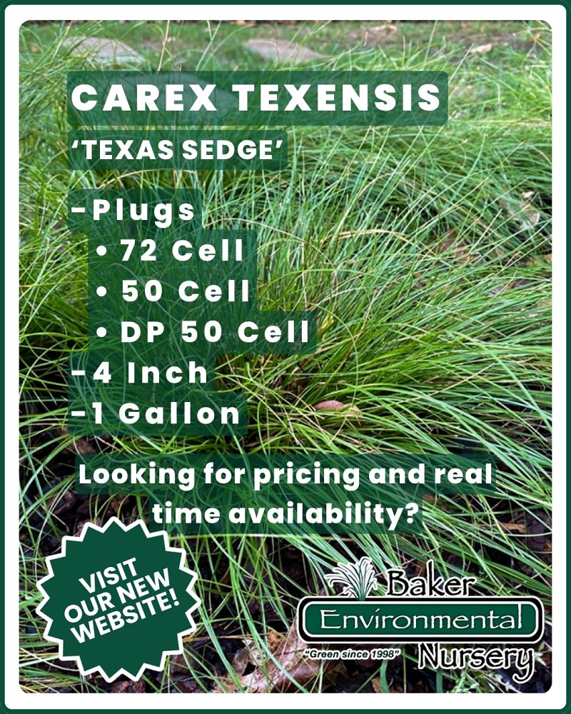 carex-texensis-catlin-sedge