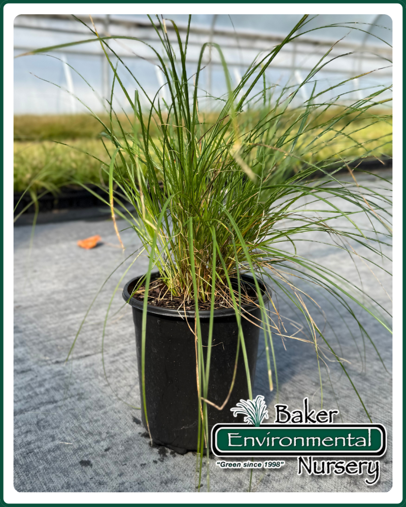 carex-vulpinoidea-fox-sedge