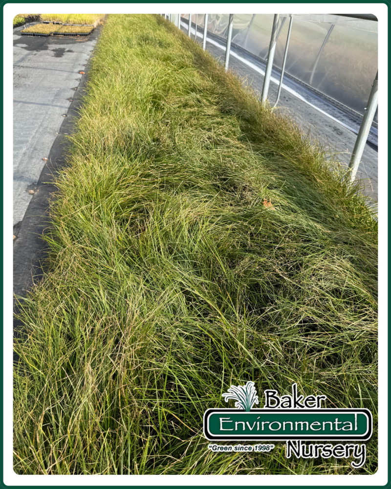 carex-vulpinoidea-fox-sedge