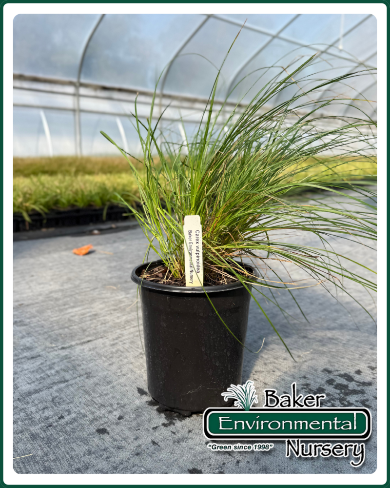 carex-vulpinoidea-fox-sedge