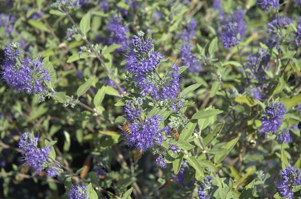 caryopteris-x-clandonensis-longwood-blue-bluebeard-blue-mist-shrub