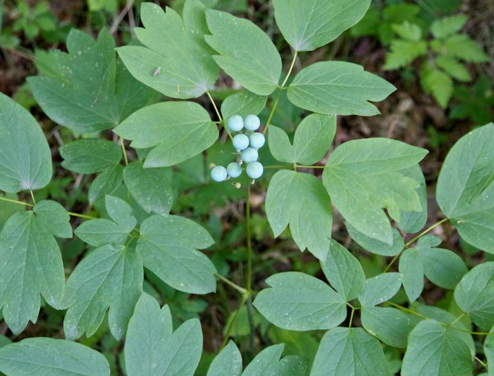 caulophyllum-thalictroides-papooseroot-blue-cohosh