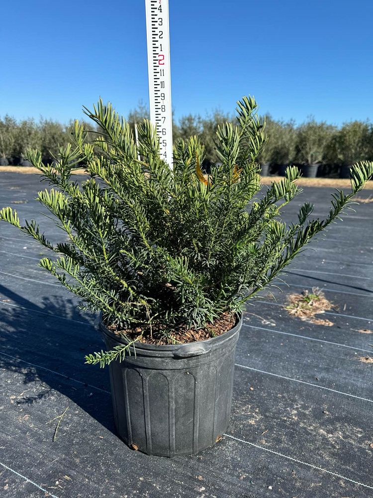 cephalotaxus-harringtonia-duke-gardens-japanese-plum-yew