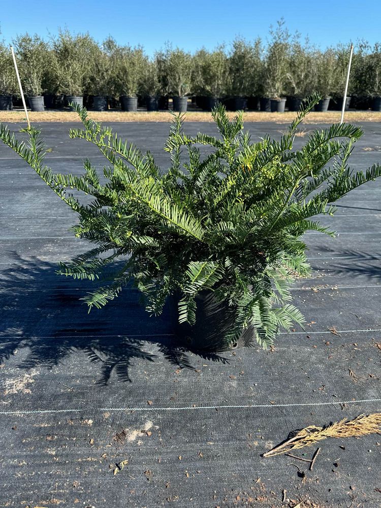 cephalotaxus-harringtonia-prostrata-japanese-plum-yew-creeping