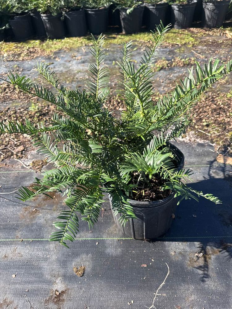 cephalotaxus-harrintonia-fritz-huber-japanese-plum-yew