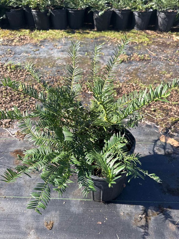 cephalotaxus-harrintonia-fritz-huber-japanese-plum-yew