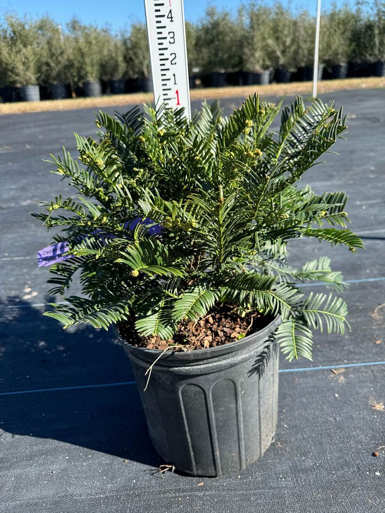 cephalotaxus-harrintonia-fritz-huber-japanese-plum-yew