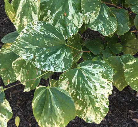 cercis-canadensis-alley-cat-eastern-redbud