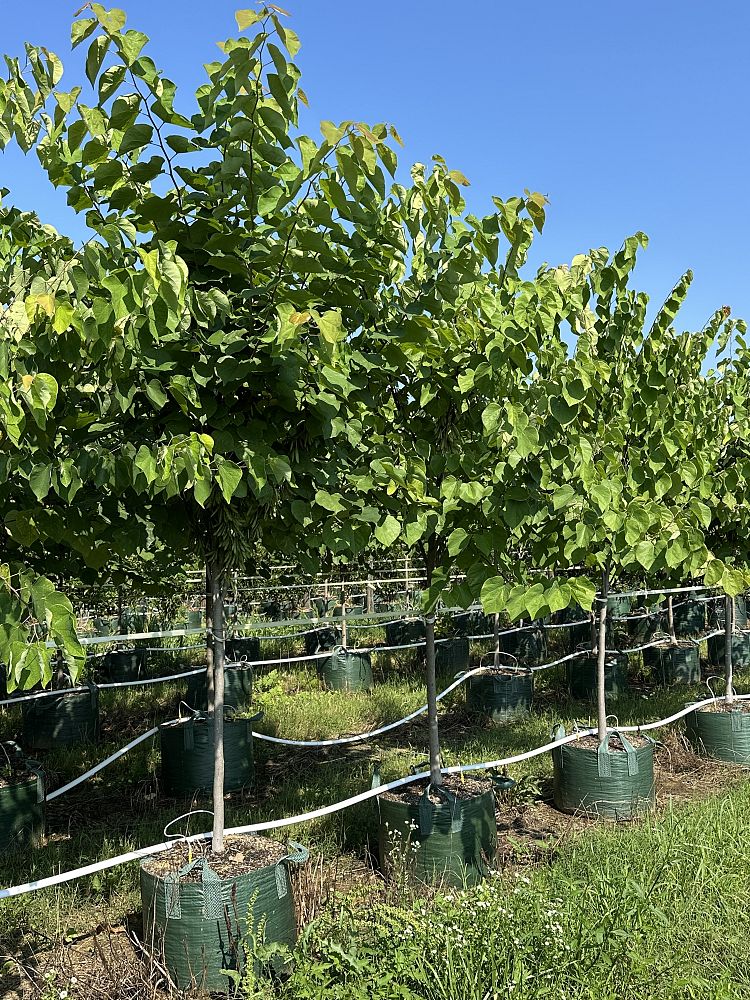 cercis-canadensis-eastern-redbud