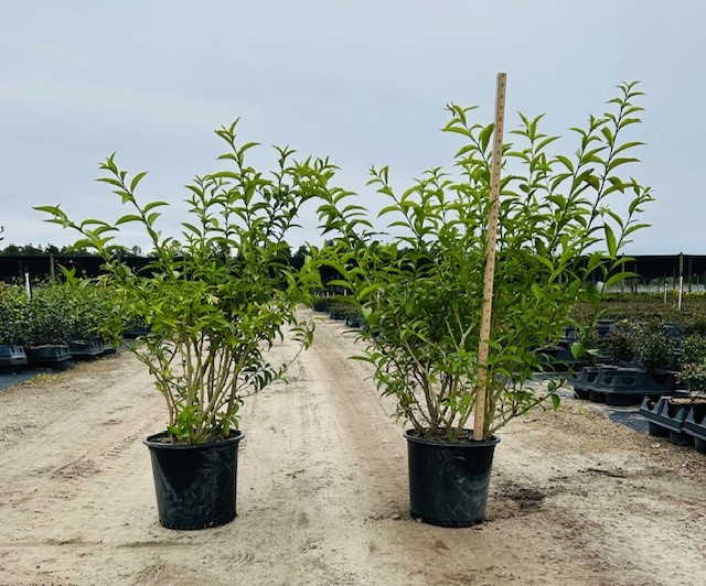 cestrum-nocturnum-night-blooming-jasmine