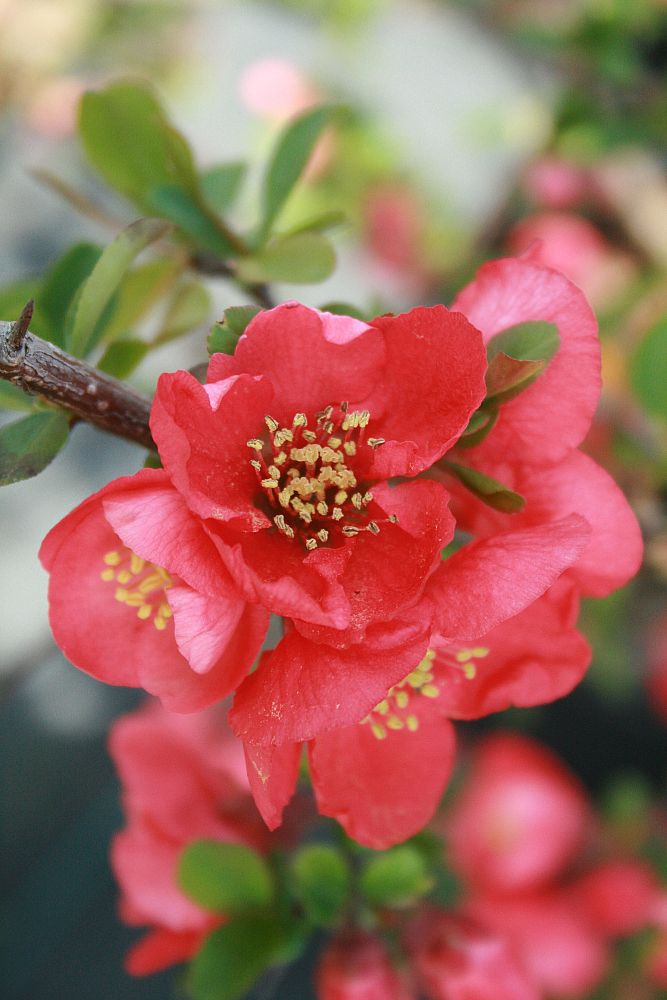 chaenomeles-speciosa-iwai-nishiki-flowering-quince