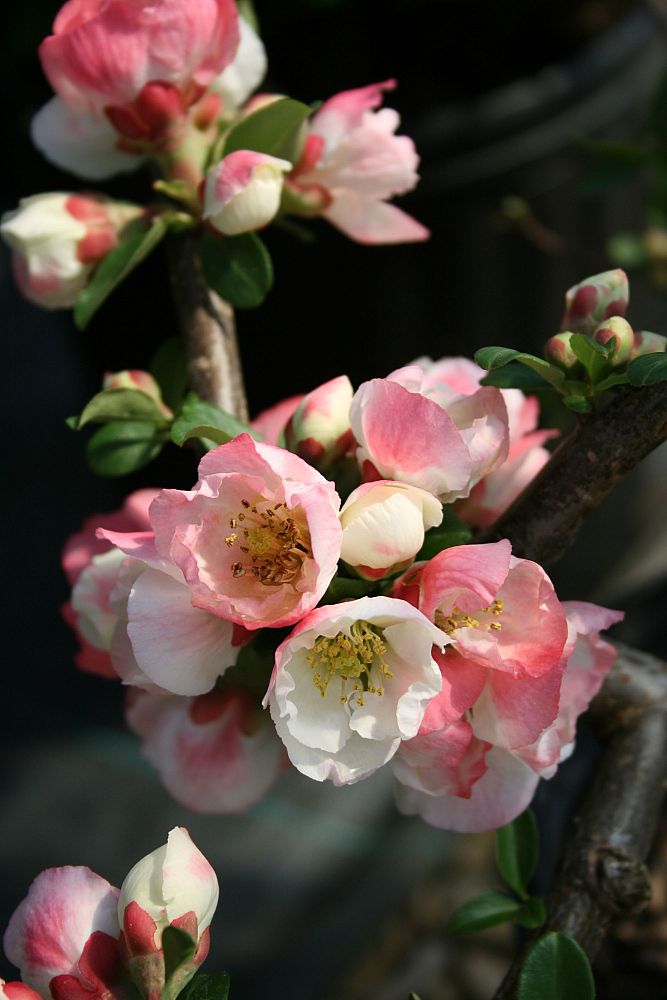chaenomeles-speciosa-toyo-nishiki-flowering-quince