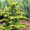 chamaecyparis-obtusa-hinoki-false-cypress