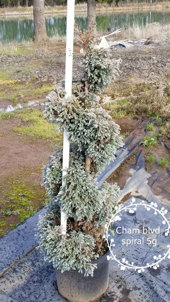 chamaecyparis-pisifera-cyanoviridis-topiary-poodle-sawara-false-cypress