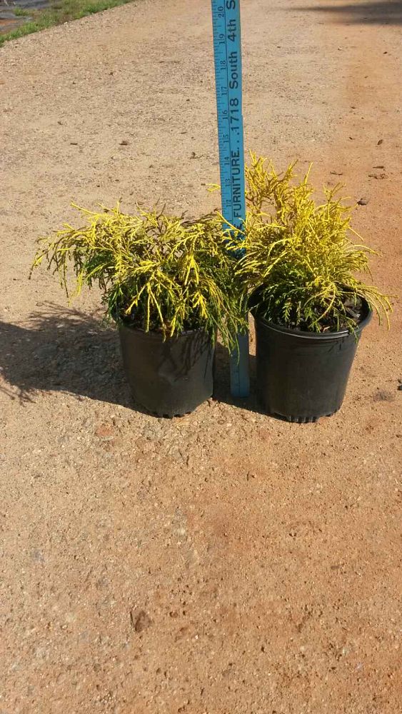 chamaecyparis-pisifera-paul-s-gold-sawara-false-cypress