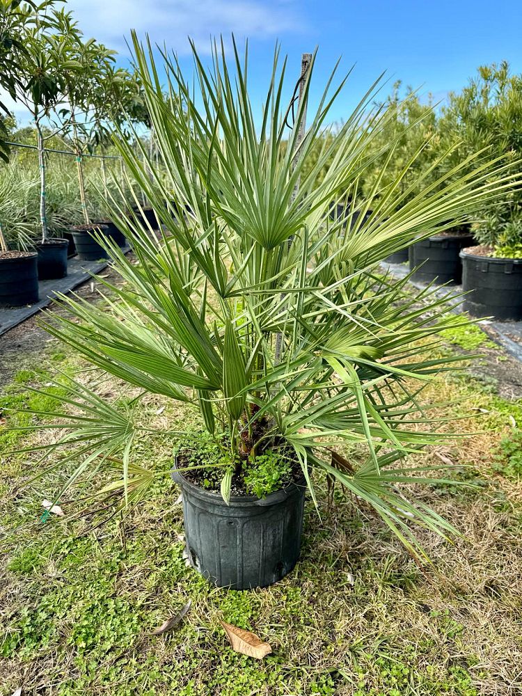 chamaerops-humilis-european-fan-palm-mediterranean-fan-palm