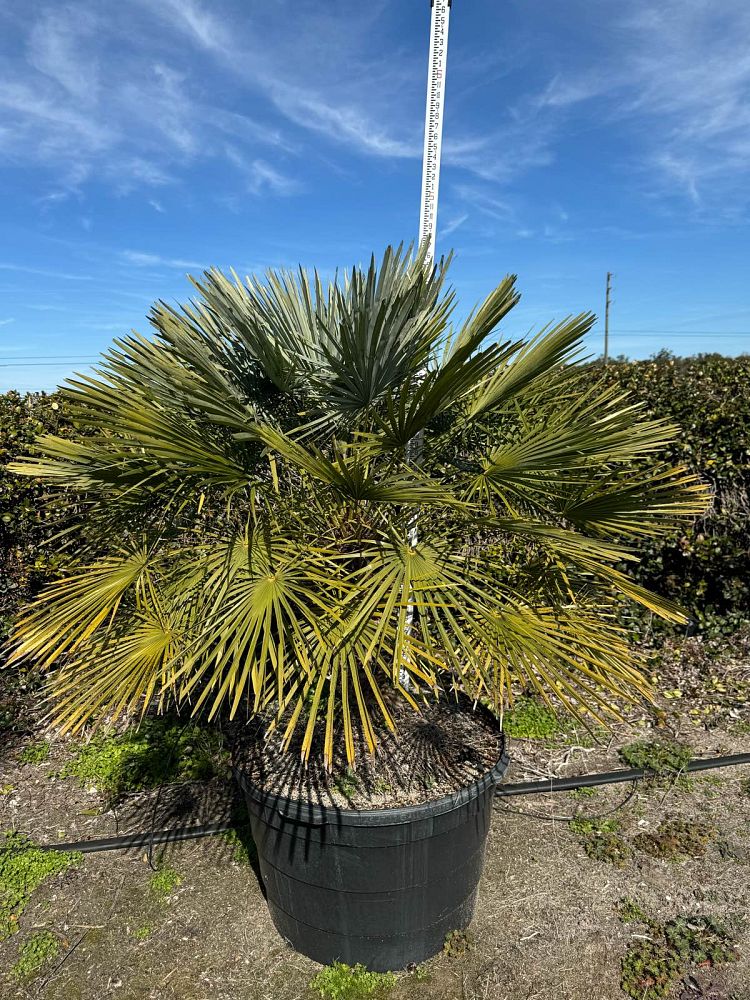 chamaerops-humilis-european-fan-palm-mediterranean-fan-palm