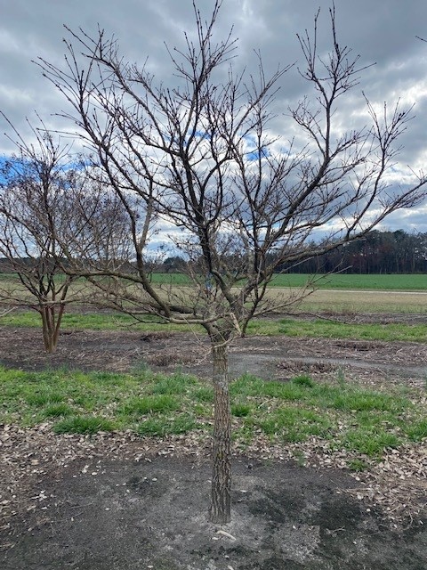 chionanthus-retusus-chinese-fringe-tree