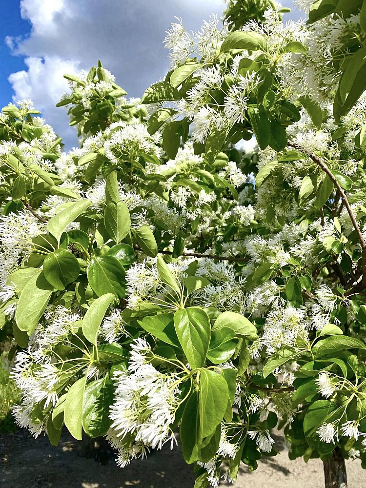 chionanthus-retusus-chinese-fringe-tree