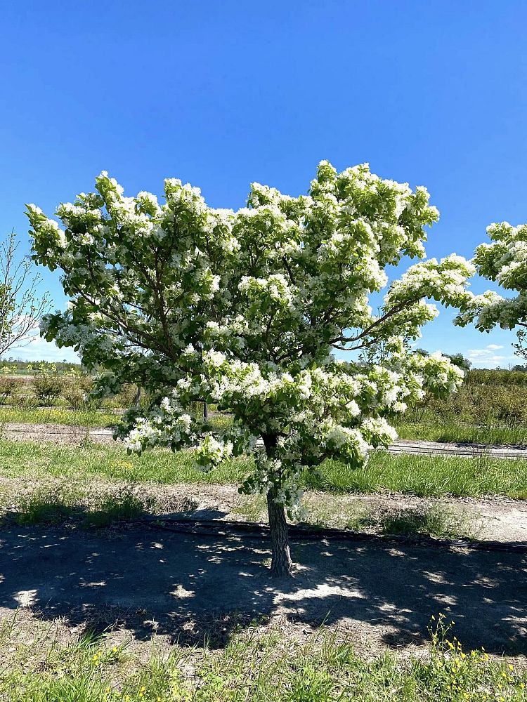 chionanthus-retusus-chinese-fringe-tree