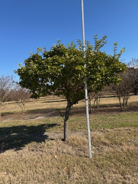 chionanthus-retusus-chinese-fringe-tree