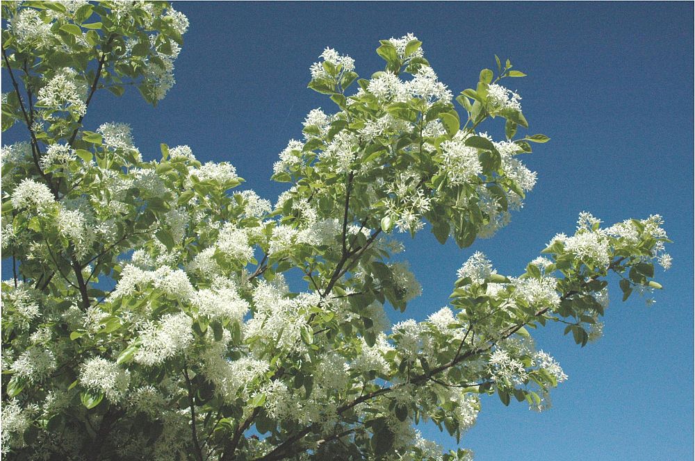 chionanthus-virginicus-white-fringetree-grancy-graybeard