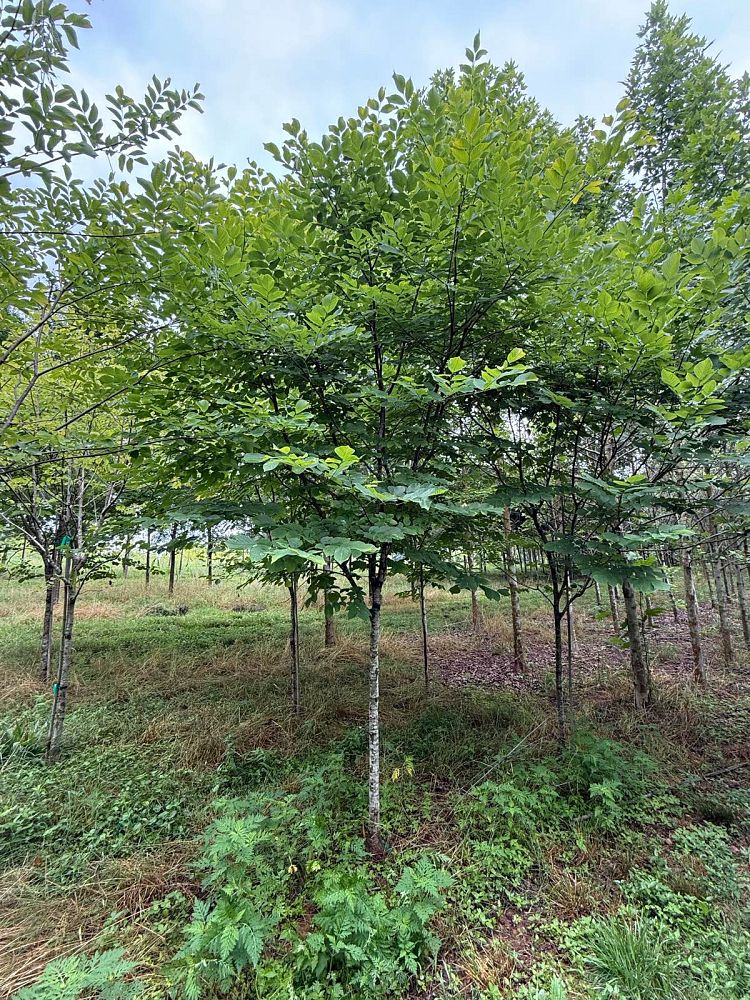 cladrastis-kentukea-american-yellowwood-cladrastis-lutea