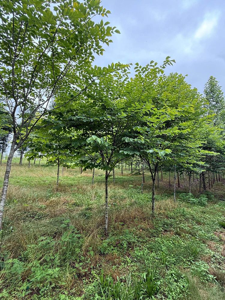 cladrastis-kentukea-american-yellowwood-cladrastis-lutea