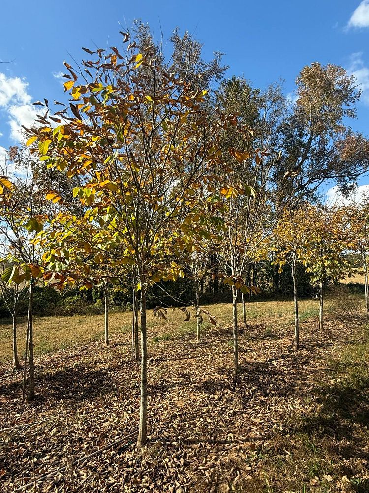 cladrastis-kentukea-american-yellowwood-cladrastis-lutea