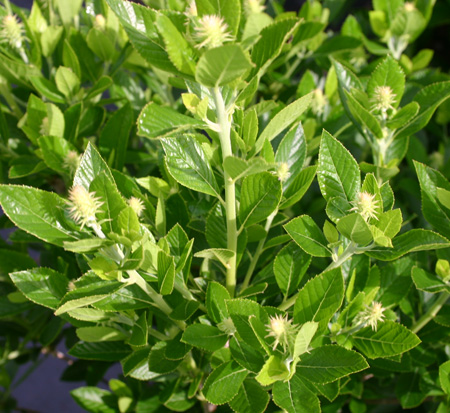 clethra-alnifolia-sixteen-candles-summersweet
