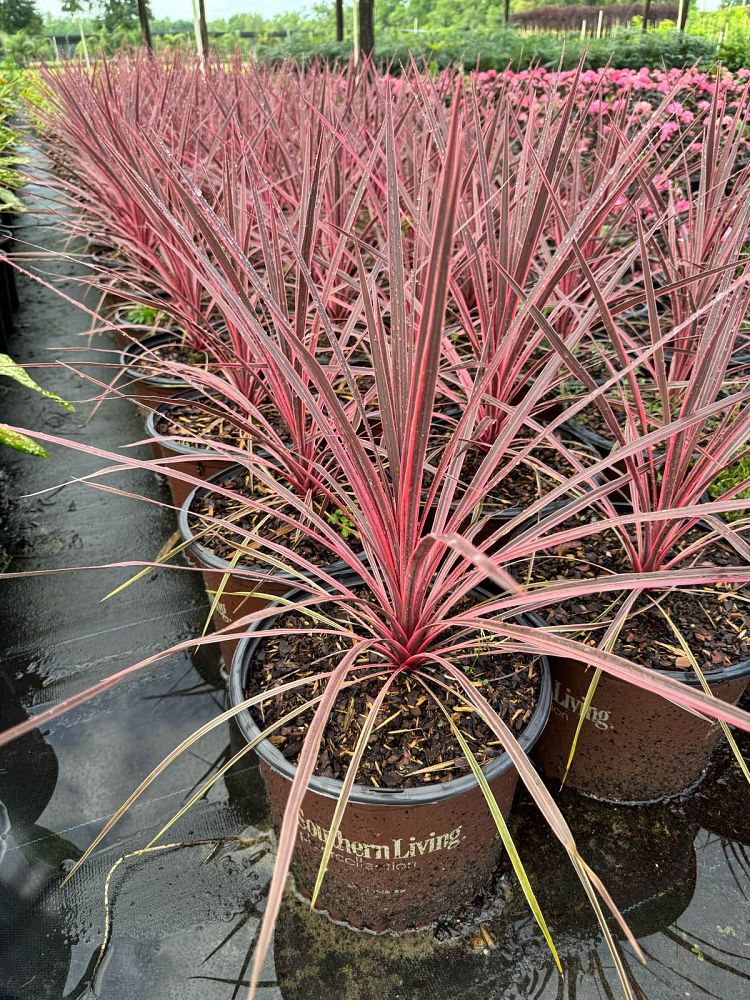 cordyline-australis-charlie-boy-cabbage-tree-dracaena-spike-ti-kouka-torbay-palm-cabbage-palm