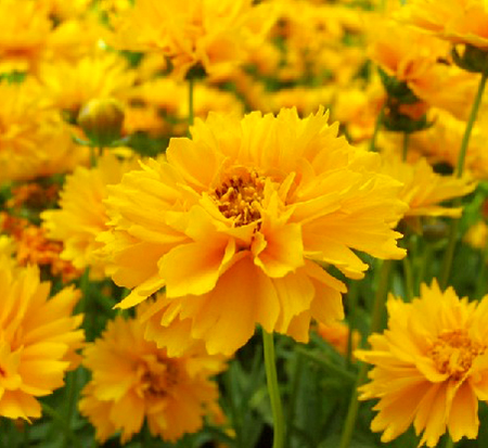 coreopsis-grandiflora-early-sunrise-largeflower-tickseed