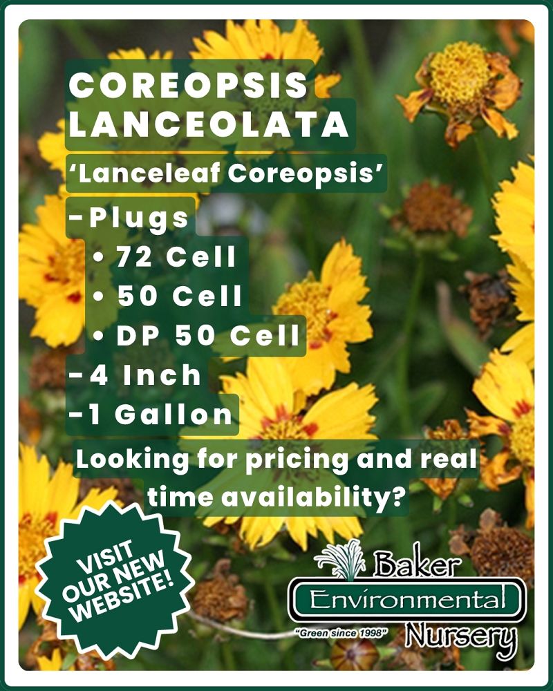 coreopsis-lanceolata-lanceleaf-tickseed