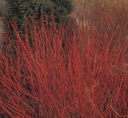 cornus-alba-sibirica-tatarian-red-bark-dogwood-coral-red