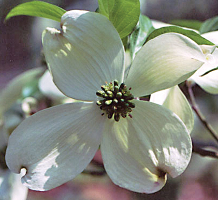 cornus-florida-cherokee-princess-flowering-dogwood