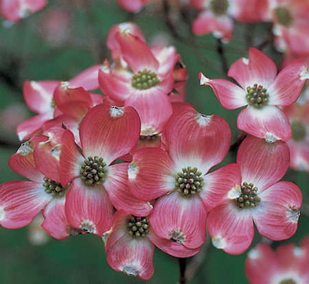 cornus-florida-comco-no-1-flowering-dogwood-cherokee-brave